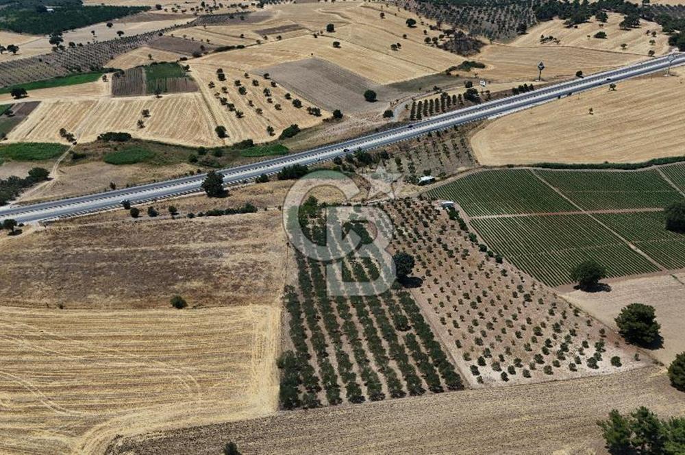 ÇANAKKALE AKÇAPINAR İZMİR ASFALTINA CEPHELİ SATILIK ZEYTİNLİK!