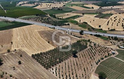 ÇANAKKALE AKÇAPINAR İZMİR ASFALTINA CEPHELİ SATILIK ZEYTİNLİK!