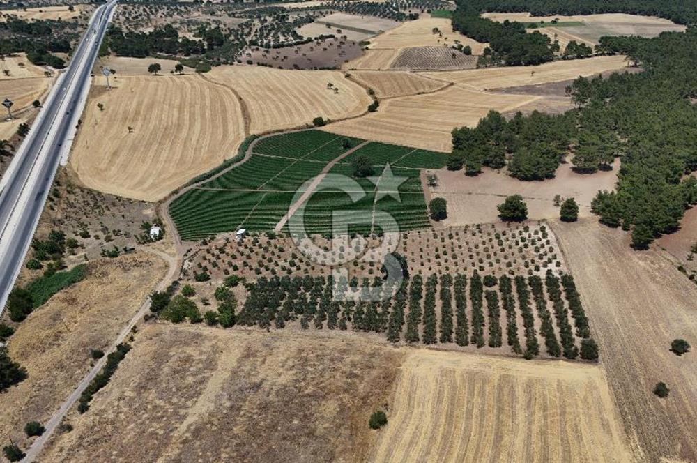 ÇANAKKALE AKÇAPINAR İZMİR ASFALTINA CEPHELİ SATILIK ZEYTİNLİK!
