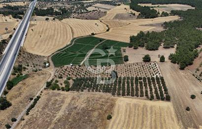 ÇANAKKALE AKÇAPINAR İZMİR ASFALTINA CEPHELİ SATILIK ZEYTİNLİK!
