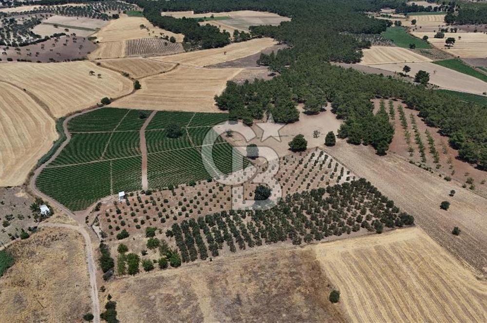 ÇANAKKALE AKÇAPINAR İZMİR ASFALTINA CEPHELİ SATILIK ZEYTİNLİK!