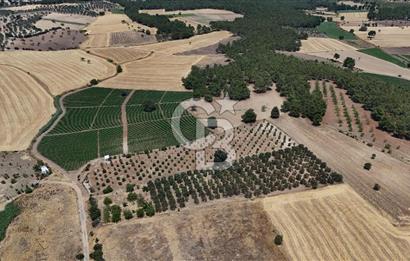 ÇANAKKALE AKÇAPINAR İZMİR ASFALTINA CEPHELİ SATILIK ZEYTİNLİK!