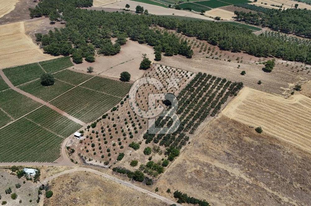 ÇANAKKALE AKÇAPINAR İZMİR ASFALTINA CEPHELİ SATILIK ZEYTİNLİK!