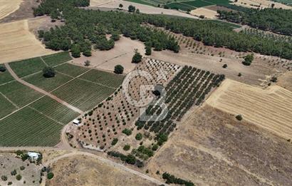 ÇANAKKALE AKÇAPINAR İZMİR ASFALTINA CEPHELİ SATILIK ZEYTİNLİK!
