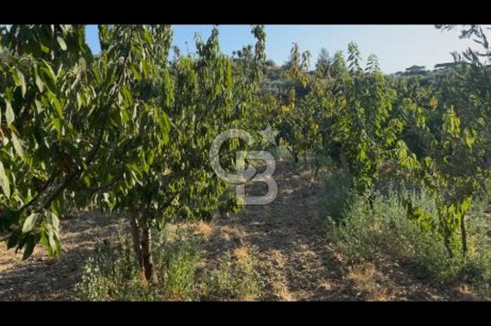 Kemalpaşa ,da Sincancılar 4429m2 Tek Tapu Satılık Tarla