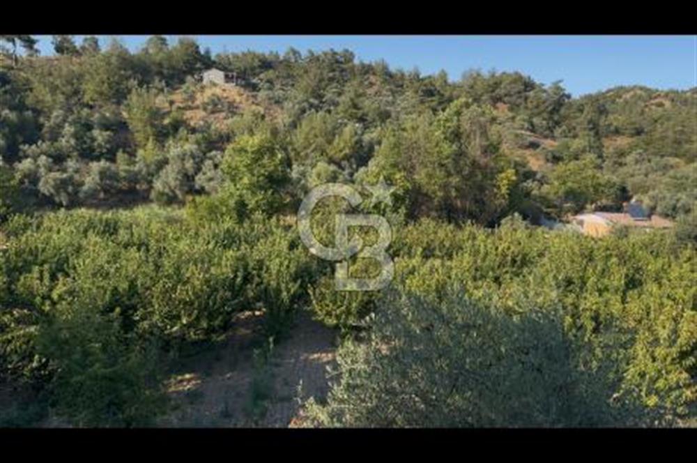 Kemalpaşa ,da Sincancılar 4429m2 Tek Tapu Satılık Tarla