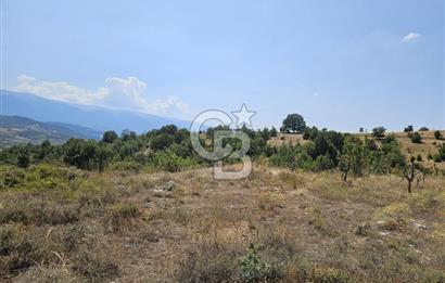 BURSA KESTEL ERDOĞAN MAH.SATILIK 28.440 M2 MEYVE BAHÇESİ!