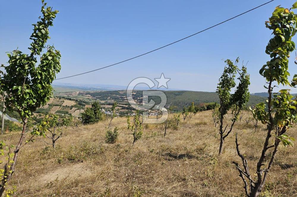 BURSA KESTEL ERDOĞAN MAH.SATILIK 28.440 M2 MEYVE BAHÇESİ!