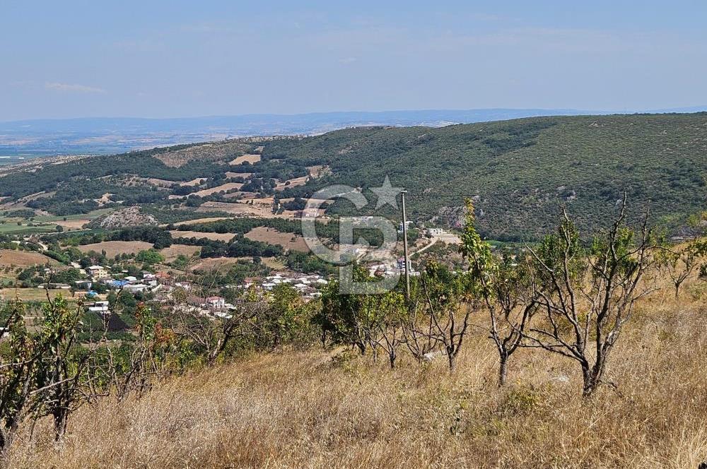 BURSA KESTEL ERDOĞAN MAH.SATILIK 28.440 M2 MEYVE BAHÇESİ!