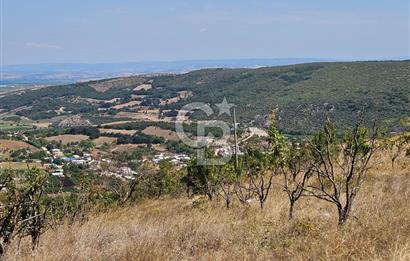 BURSA KESTEL ERDOĞAN MAH.SATILIK 28.440 M2 MEYVE BAHÇESİ!