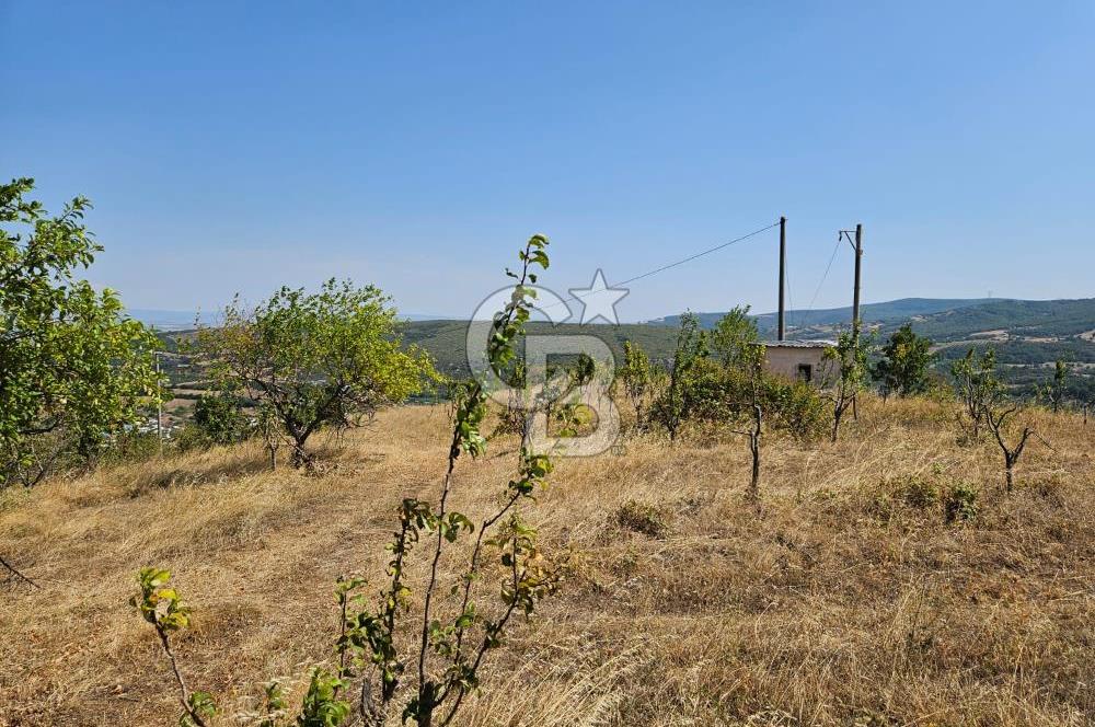 BURSA KESTEL ERDOĞAN MAH.SATILIK 28.440 M2 MEYVE BAHÇESİ!