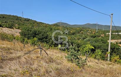 BURSA KESTEL ERDOĞAN MAH.SATILIK 28.440 M2 MEYVE BAHÇESİ!
