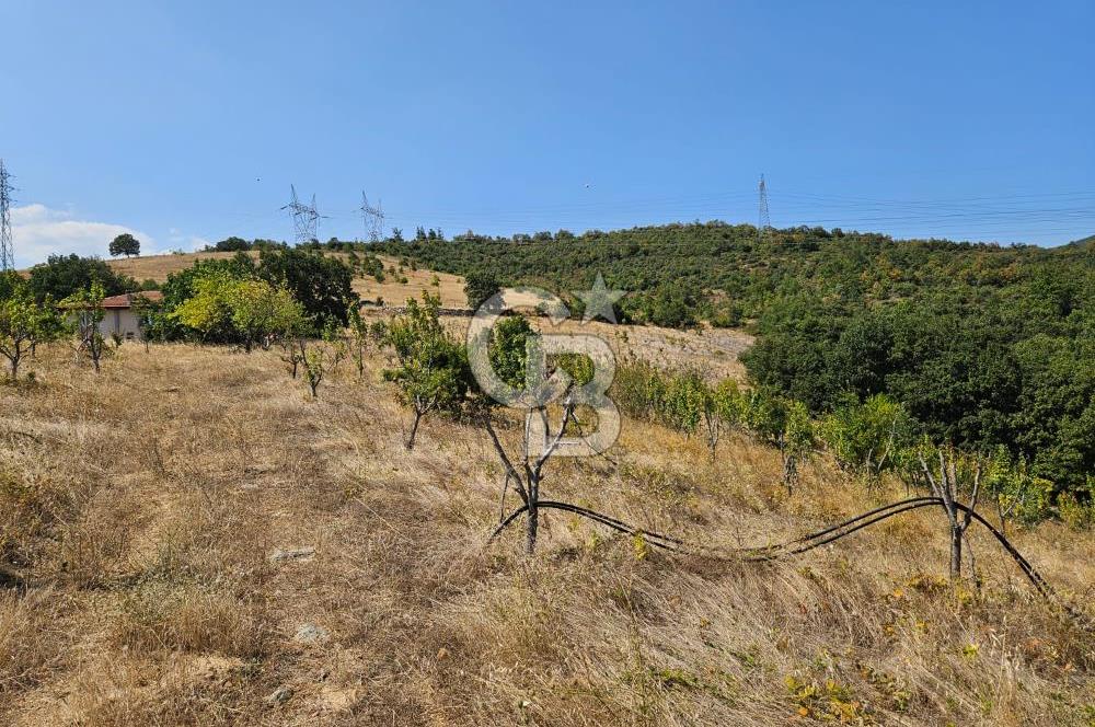 BURSA KESTEL ERDOĞAN MAH.SATILIK 28.440 M2 MEYVE BAHÇESİ!