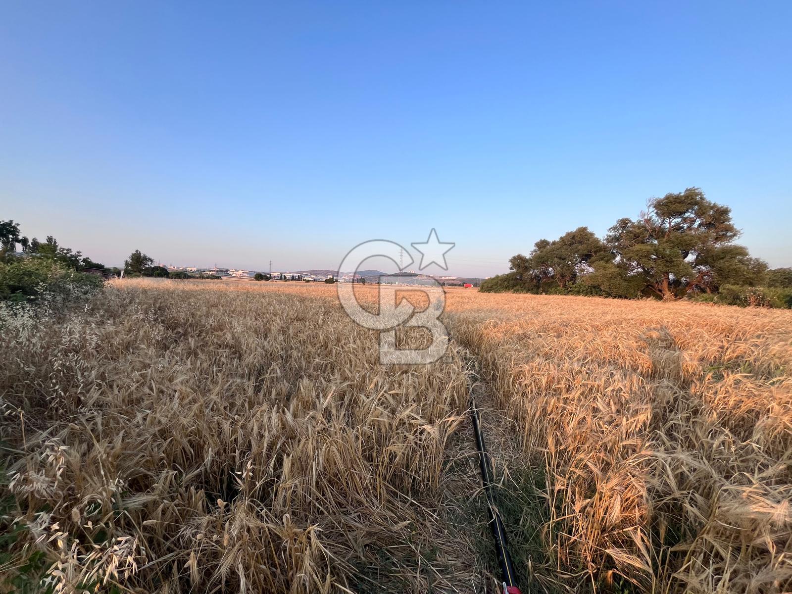 GÜZELHİSAR' DA ALOSBİ SINIRINDA 24DÖNÜM TARLA