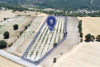 CB KiNG'DEN DİŞBUDAK DA MERKEZE 15DK SATILIK CEVİZ BAHÇESİ