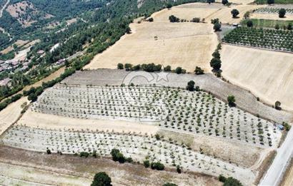 CB KiNG'DEN DİŞBUDAK DA MERKEZE 15DK SATILIK CEVİZ BAHÇESİ