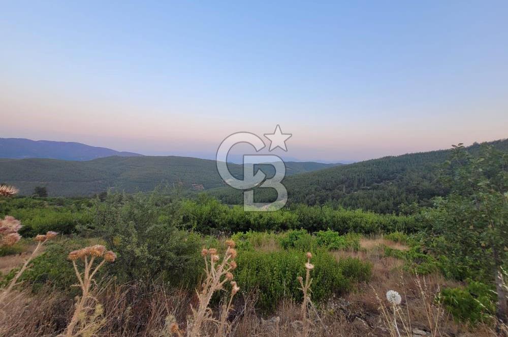 Bayındır Çınardibi Köyünde 7734m2 Satılık Meyve Bahçesi