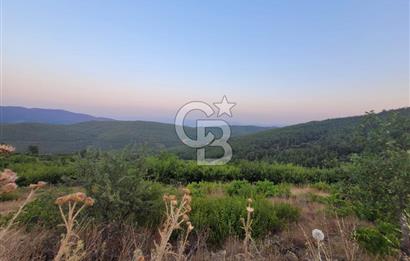 Bayındır Çınardibi Köyünde 7734m2 Satılık Meyve Bahçesi