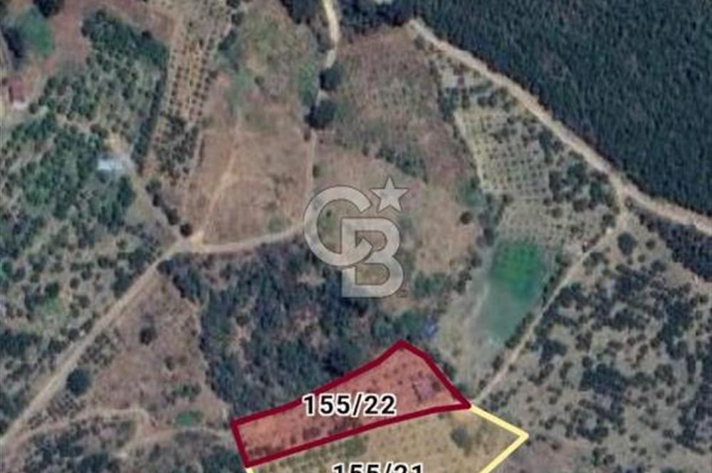 Bayındır Çınardibi Köyünde 7734m2 Satılık Meyve Bahçesi