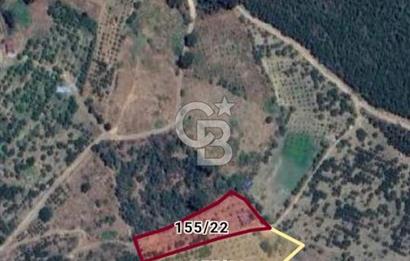 Bayındır Çınardibi Köyünde 7734m2 Satılık Meyve Bahçesi