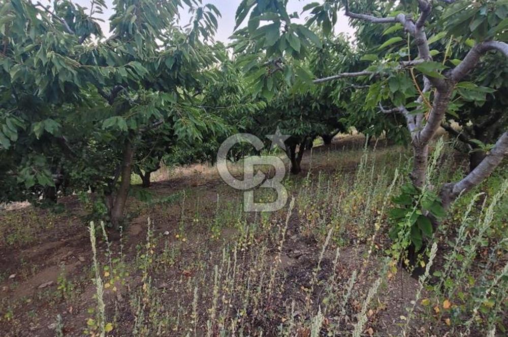 Bayındır Çınardibi Köyünde 7734m2 Satılık Meyve Bahçesi