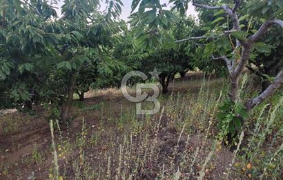 Bayındır Çınardibi Köyünde 7734m2 Satılık Meyve Bahçesi