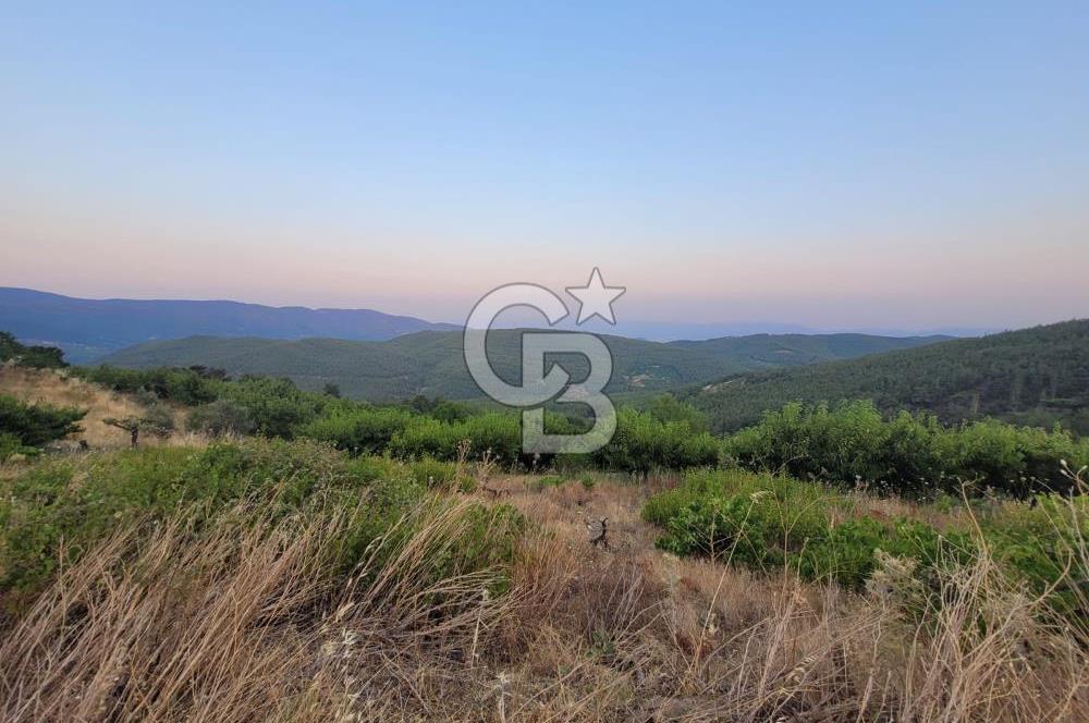 Bayındır Çınardibi Köyünde 7734m2 Satılık Meyve Bahçesi