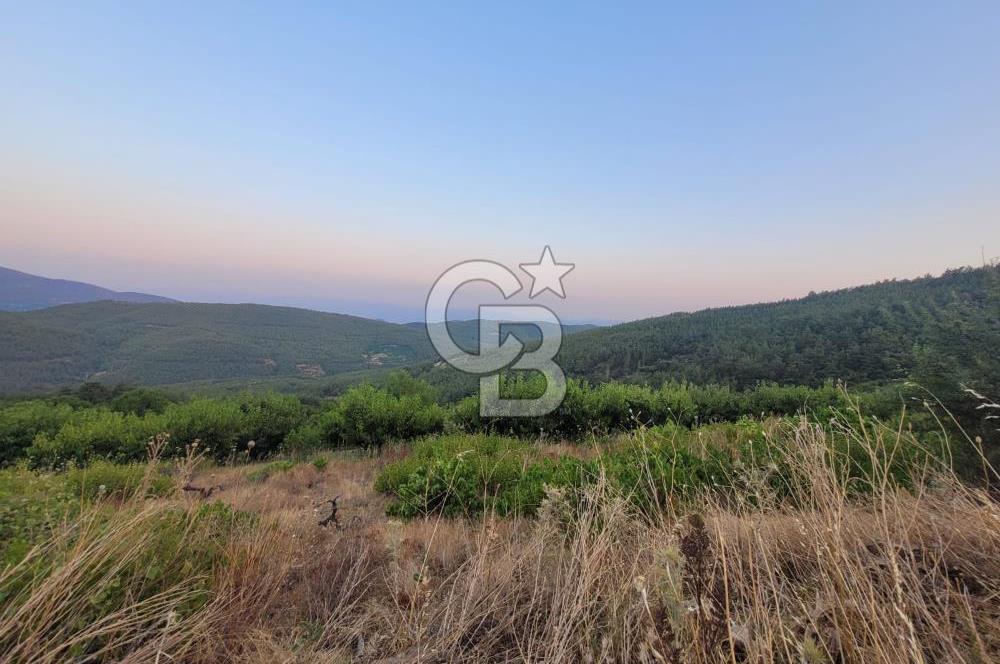 Bayındır Çınardibi Köyünde 7734m2 Satılık Meyve Bahçesi