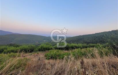Bayındır Çınardibi Köyünde 7734m2 Satılık Meyve Bahçesi