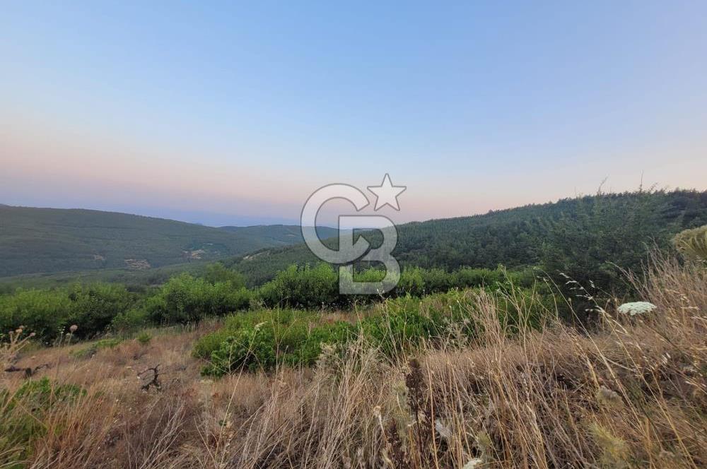Bayındır Çınardibi Köyünde 7734m2 Satılık Meyve Bahçesi