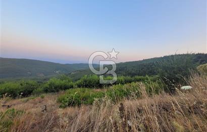 Bayındır Çınardibi Köyünde 7734m2 Satılık Meyve Bahçesi