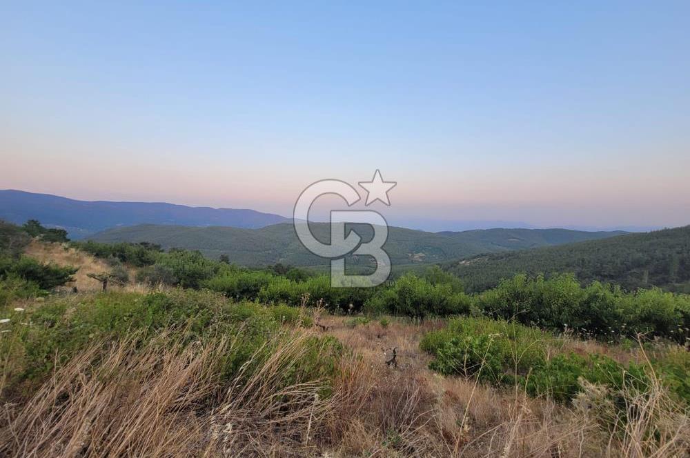 Bayındır Çınardibi Köyünde 7734m2 Satılık Meyve Bahçesi