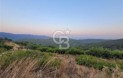 Bayındır Çınardibi Köyünde 7734m2 Satılık Meyve Bahçesi