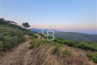 Bayındır Çınardibi Köyünde 7734m2 Satılık Meyve Bahçesi