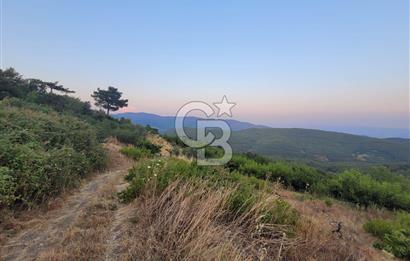 Bayındır Çınardibi Köyünde 7734m2 Satılık Meyve Bahçesi