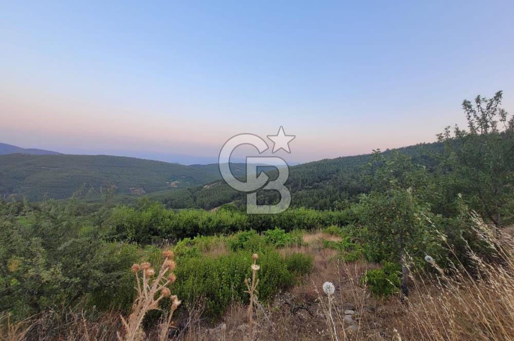 Bayındır Çınardibi Köyünde 7734m2 Satılık Meyve Bahçesi
