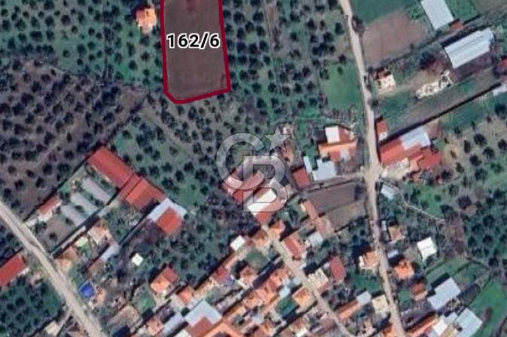 Balıkesir Burhaniye Börezli'de Satılık İmar Sınırında Ana Yola Cephe 4 Dönüm Tarla