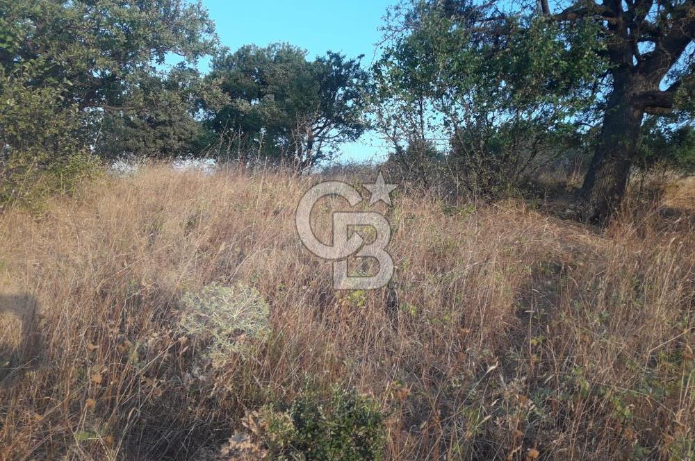 ÇANAKKALE LAPSEKİ ŞEVKETİYE'DE SATILIK ARAZİ