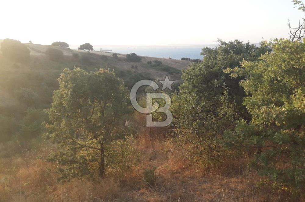 ÇANAKKALE LAPSEKİ ŞEVKETİYE'DE SATILIK ARAZİ