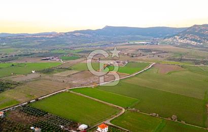 Foça Bağarası Hacıveli Mahallesinde Satılık Tarla