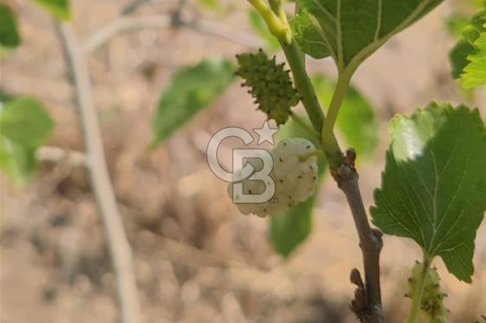 Silivri Değirmen Köyde Yatırım Fırsatı