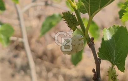 Silivri Değirmen Köyde Yatırım Fırsatı