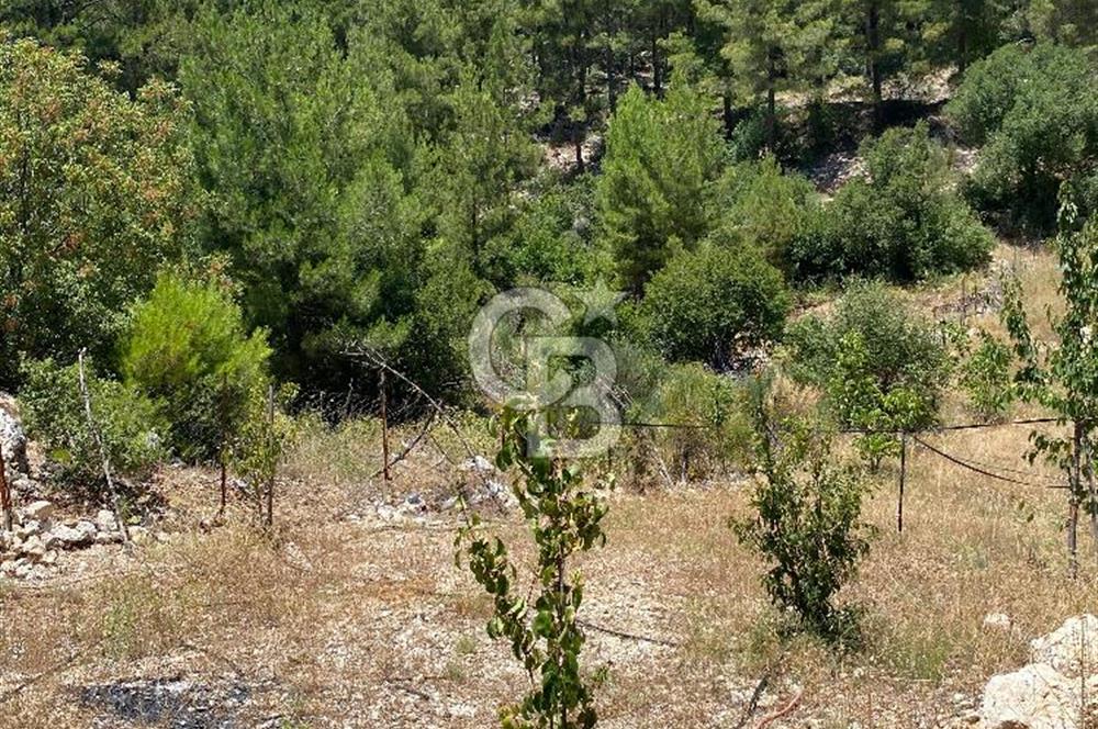 ANTALYA Serik Haskızılörende Bahçe