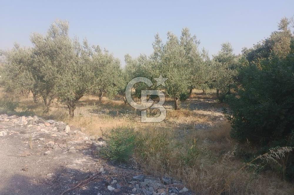 İzmir Kınık Arapseki'de Acil Satılık Zeytinlik + Bahçe(iki Parsel) 
