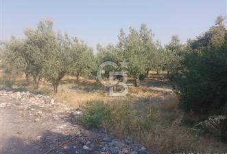 İzmir Kınık Arapseki'de Acil Satılık Zeytinlik + Bahçe(iki Parsel) 