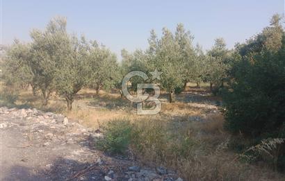 İzmir Kınık Arapseki'de Acil Satılık Zeytinlik + Bahçe(iki Parsel) 