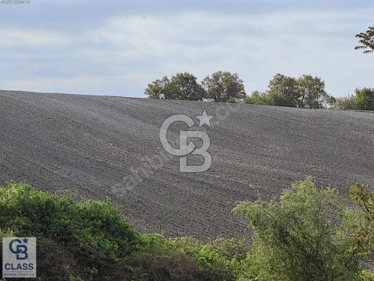 CB CLASS YATIRIMLIK 21 DÖNÜM FIRSAT ARAZİ SUSURLUK BALIKESİR