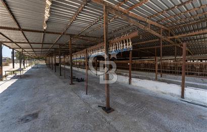 SİLİVRİ -SAYALAR -16DÖNÜMDE -YARI ENTEGRE BESİ ÇİFTLİĞİ +3 VİLLA