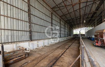 SİLİVRİ -SAYALAR -16DÖNÜMDE -YARI ENTEGRE BESİ ÇİFTLİĞİ +3 VİLLA