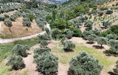 KEMALPAŞADA 14 DÖNÜM SATILIK ZEYTİNLİK